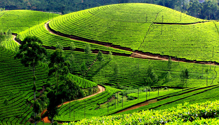 Viaggio in Kerala India