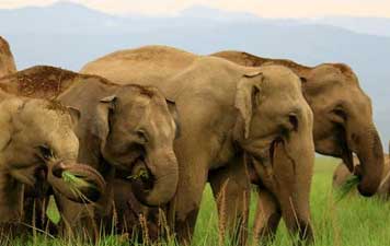 Parco Nazionale Jim Corbett