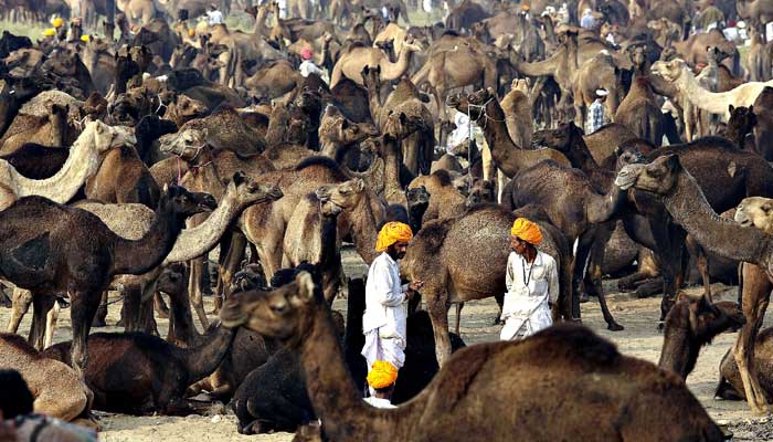 Viaggi la fiera di Pushkar