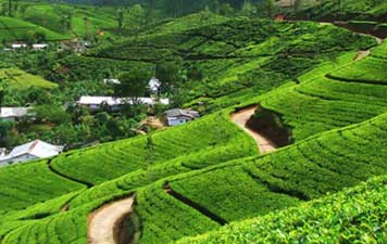 Viaggio in Est India